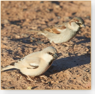 Birding Morocco