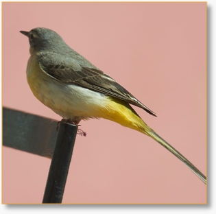 Morocco Birding Tour Package