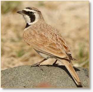 Morocco Birding Tour Package