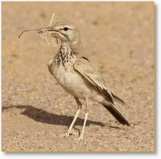 Birdwatching Day Tour To Agafay Desert