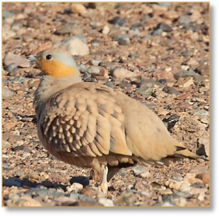 9-Day Birdwatching Tour