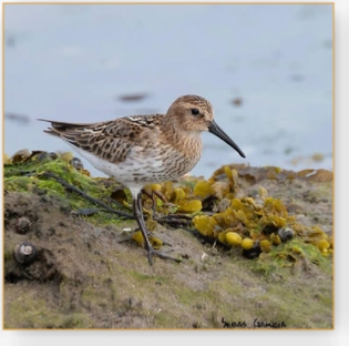 Tailor Made Birdwatching Tour in Morocco | Personalized Adventures with Birding in Morocco