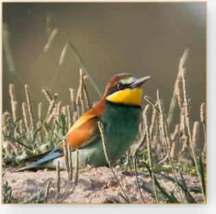 Special Offers For Birding Tours in Morocco for Solo, Couple and Groups