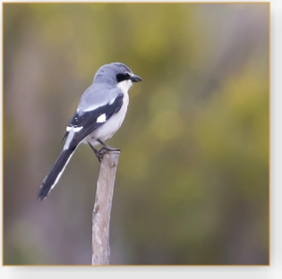 BirdWatching Day Tour To Agadir Souss-Massa