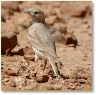 * 9-Day Birdwatching Tour: Avian Wonders