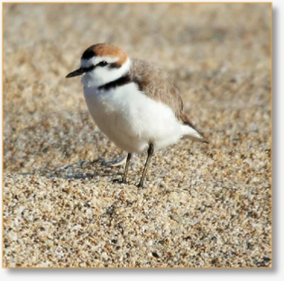 Morocco Birding Tour Package