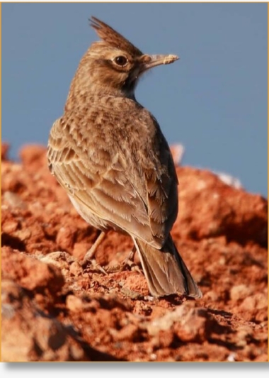 1-Day Merzouga Wildlife & Fennec Fox Tour