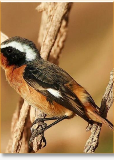 Morocco Birding Tour Package