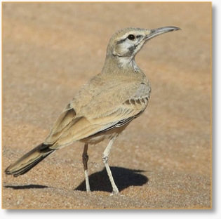 Bird-Watching Tour from Casablanca 15 Days