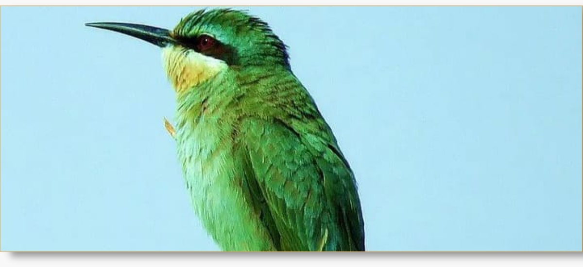 14-Day Morocco Birdwatching Tour – Mountains to Coast