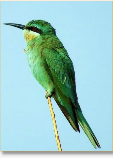 14-Day Morocco Birdwatching Tour – Mountains to Coast