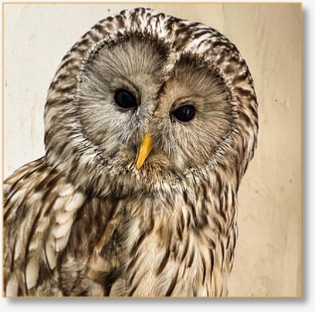 Bird-Watching Tour from Casablanca 15 Days