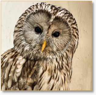 Bird-Watching Tour from Casablanca 15 Days