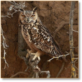 Morocco Birding Tour Package