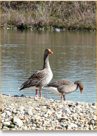 Birding Tour Packages in Morocco - Explore Avian Wonders